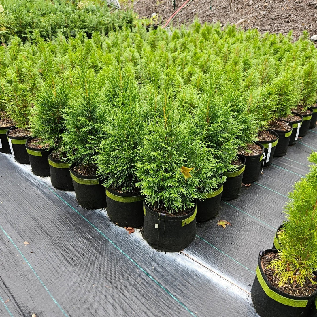 Why a Local Nursery is Better Than a Big Box Store