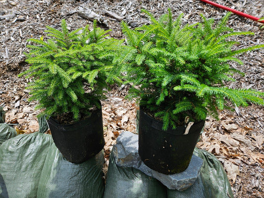 Fabric Potted Birds nest spruce