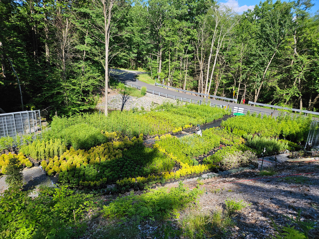 A.J.'s Evergreen Nursery, LLC landscape photo