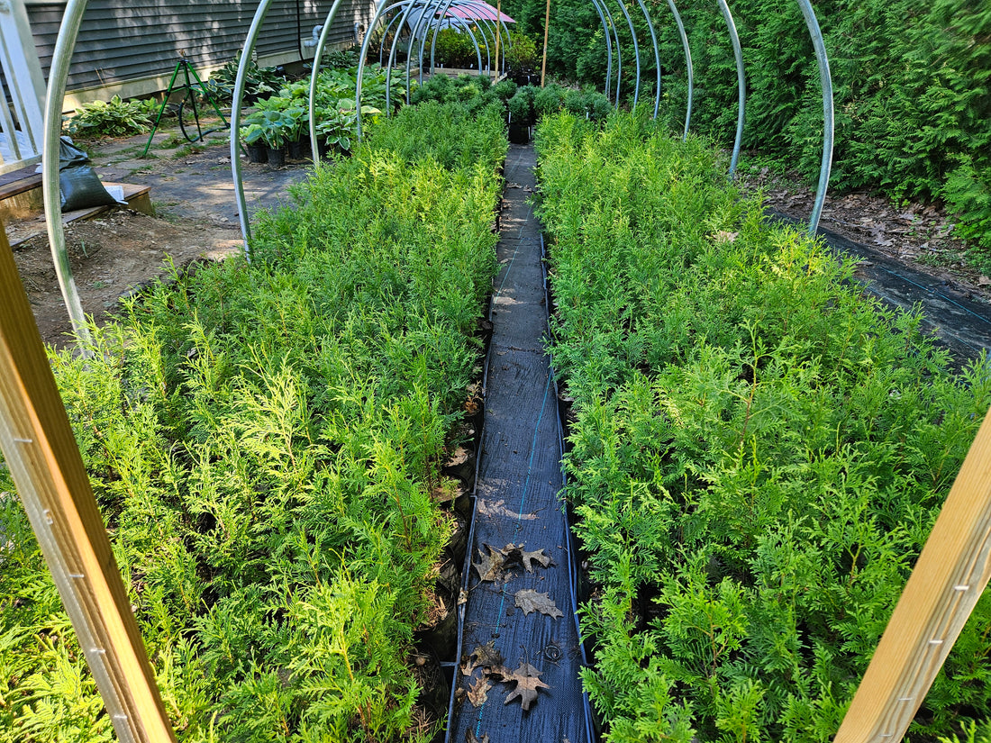 A.J.'s Evergreen Nursery, LLC American Arborvitae Seedlings photo