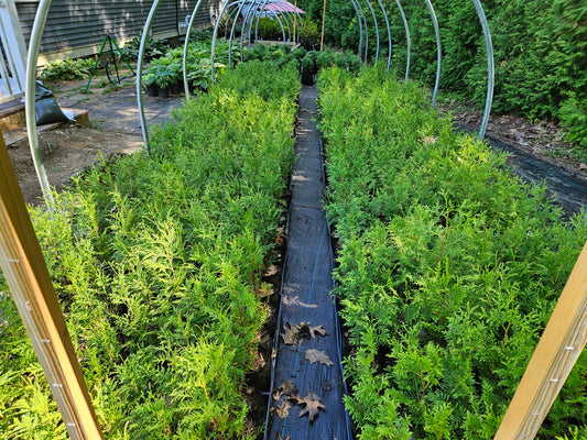 A.J.'s Evergreen Nursery, LLC American Arborvitae Seedlings photo