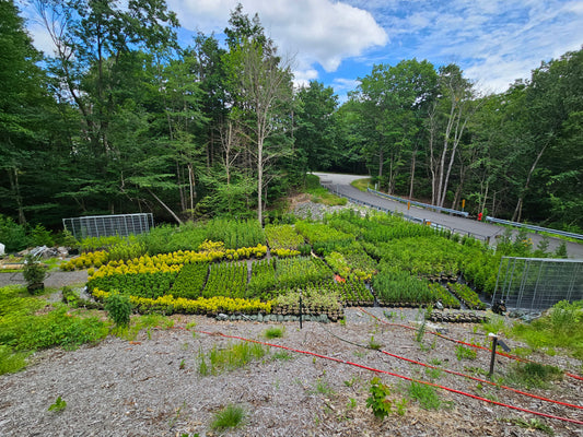 A.J.'s Evergreen Nursery, LLC landscape photo