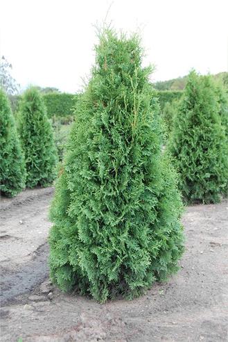 American Arborvitae