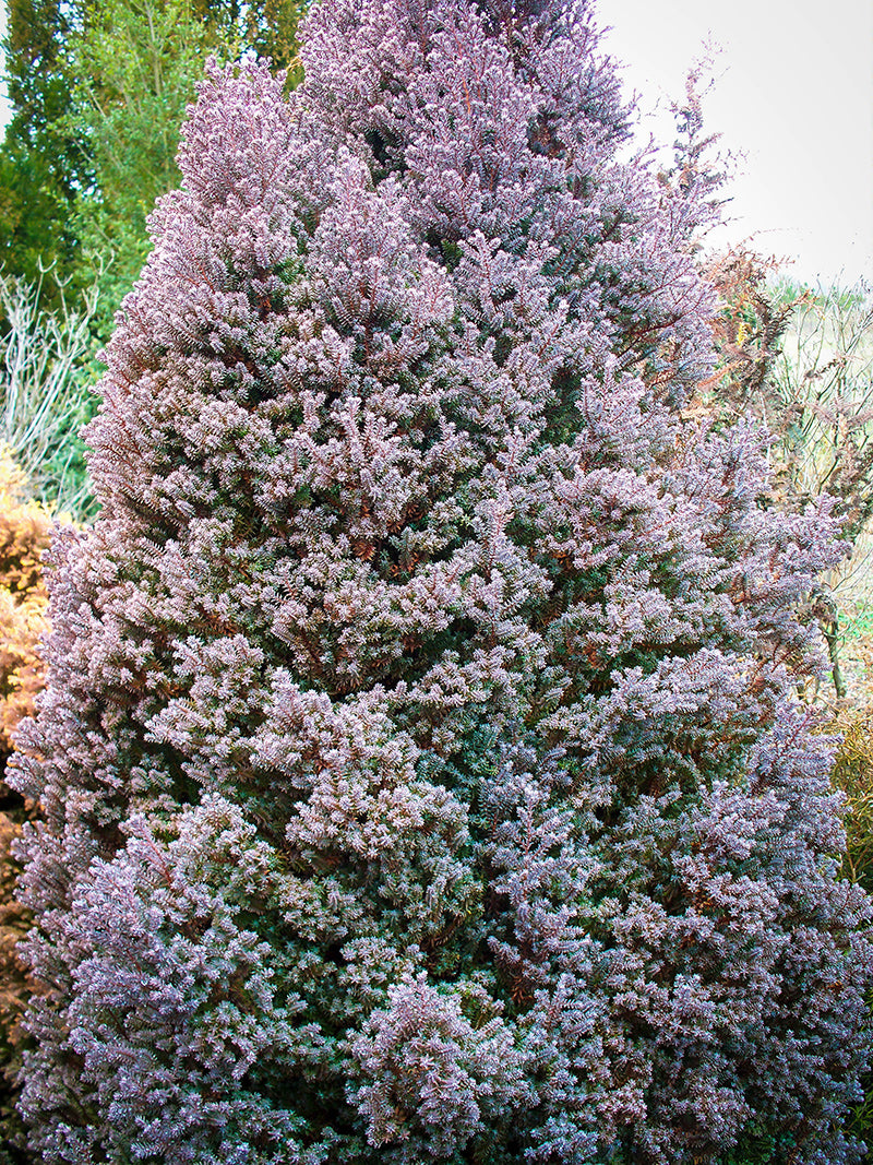 False Cypress 'Red Star' winter purple color