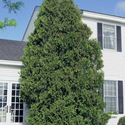 Mature American Arborvitae specimen