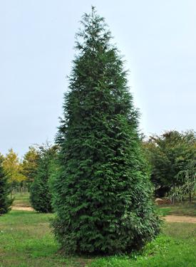 'Green Giant' Arborvitae