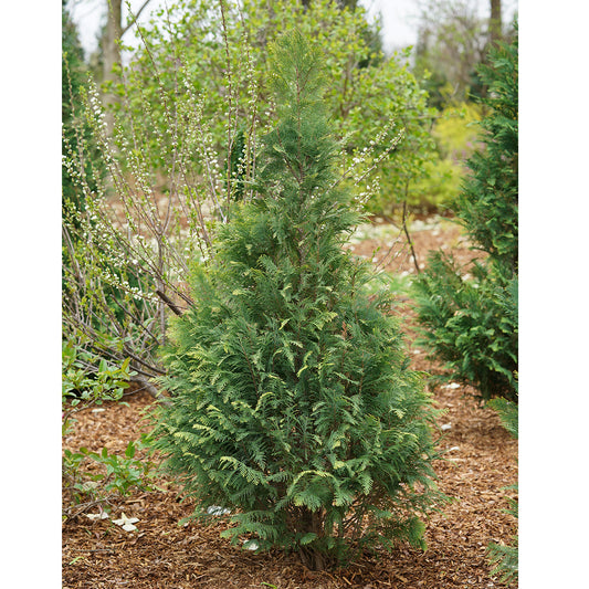 'PINPOINT® Blue & Gold' False Cypress