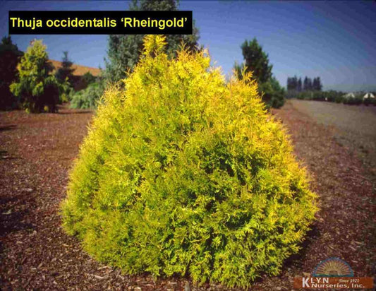 ARBORVITAE RHEINGOLD GLOBE (Thuja Occidentalis 'Rheingold Globe')