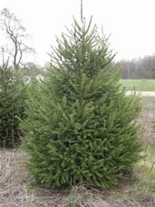 'Norway' Spruce