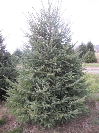 'White' Spruce - Picea Glauca