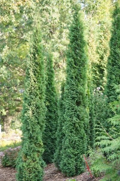 thin man arborvitae