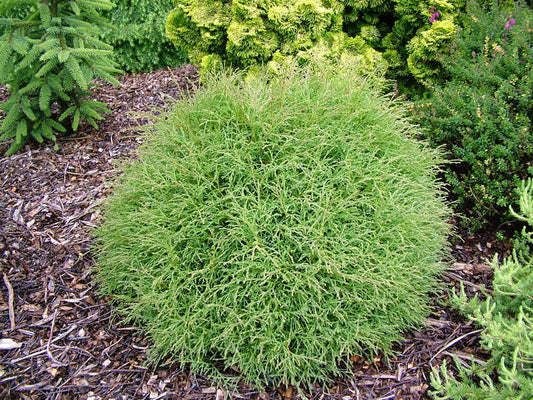 'Mr. Bowling Ball®' Arborvitae