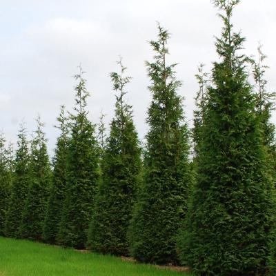 'Hetz Wintergreen' Arborvitae