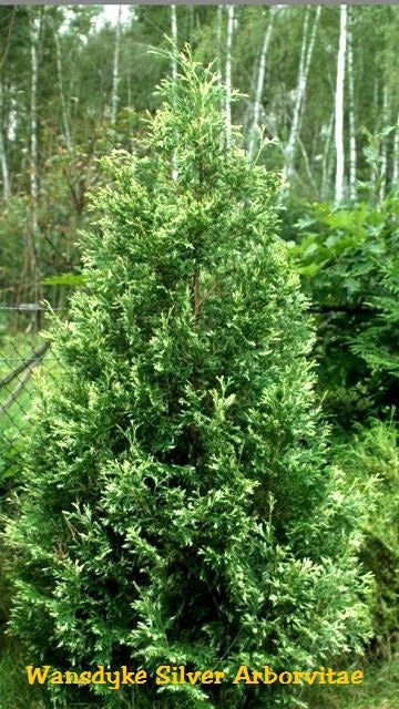 'Wansdyke Silver' Arborvitae