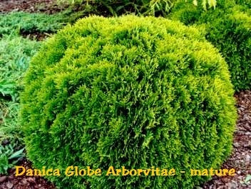 'Danica Globe' Arborvitae