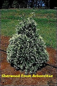 'Sherwood Frost' Arborvitae